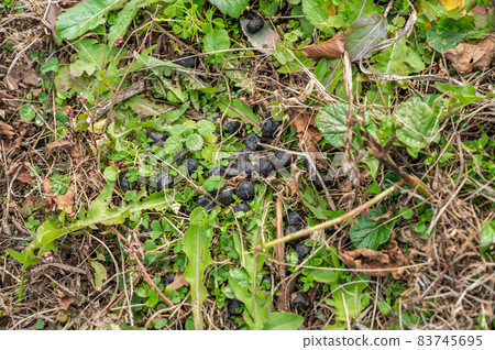 Plateau deer droppings Plateau deer droppings 83745695