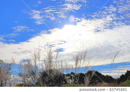 早晨的天空,藍天,雲彩,太陽,草地 早晨的天空,藍天,雲彩,太陽,草地 83745891