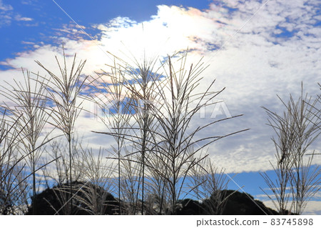 Morning sky, blue sky, clouds, sun, pampas grass 83745898