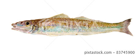 Sillago japonica watercolor illustration of kiss 83745900