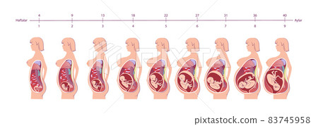 Normal pregnancy female anatomy. Anatomy medical infographic vector poster illustration. Normal pregnancy female anatomy. Anatomy medical infographic vector poster illustration. 83745958