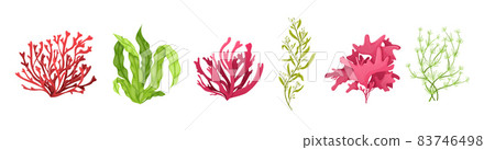 Underwater marine flora. Marine aquarium flora, aqua plants, coral reef underwater seaweed ocean plants phytoplankton, algae, laminaria, sea moss tropical sea plant underwater painting vector 83746498