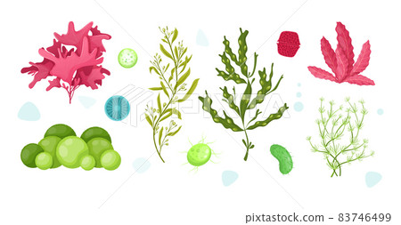 Underwater marine flora. Marine aquarium flora, aqua plants, coral reef underwater seaweed ocean plants phytoplankton, algae, laminaria, sea moss tropical sea plant underwater painting vector 83746499