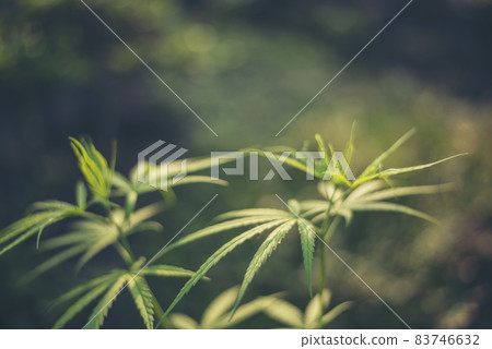 Green Marijuana tree cannabis plant narcotic herbal in greenhouse. Hemp leaf made cannabis crude oil at medicine farm. CBC, THC herb agriculture by Weed leaf Drug and medicine healthcare concept Green Marijuana tree cannabis plant narcotic herbal in greenhouse. Hemp leaf made cannabis crude oil at medicine farm. CBC, THC herb agriculture by Weed leaf Drug and medicine healthcare concept 83746632