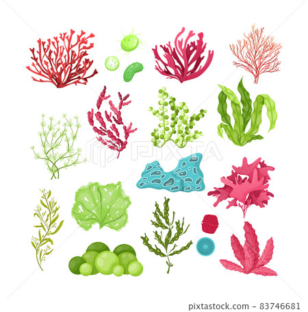 Underwater marine flora. Marine aquarium flora, aqua plants, coral reef underwater seaweed ocean plants phytoplankton, algae, laminaria, sea moss tropical sea plant underwater painting vector 83746681