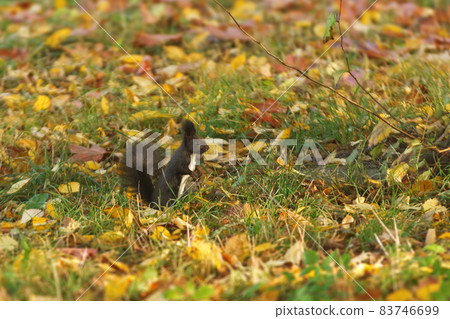 Black squirrel, Sciurus vulgaris in the woods in the fall season. Black squirrel, Sciurus vulgaris forages for food among the fallen leaves on a sunny autumn morning in the woods. 83746699