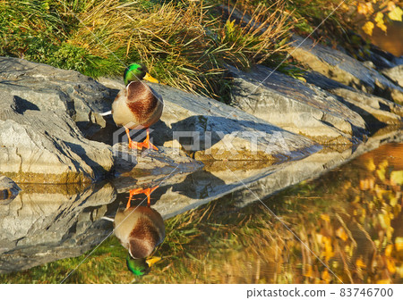 Mallard Duck, portrait of a male wild duck posing on the shore of a small lake in the morning sun, wings outstretched. The still surface of the pond reflects a beautiful mirror image. 83746700