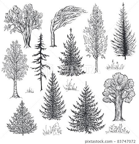 Vector collection of hand drawn trees in sketch style. Fir, birch, oak. Forest nature set 83747072