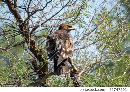 Greater spotted eagle or spotted eagle or Clanga clanga portrait with a spiny tailed lizard kill in his claws at tal chhapar sanctuary rajasthan India Greater spotted eagle or spotted eagle or Clanga clanga portrait with a spiny tailed lizard kill in his claws at tal chhapar sanctuary rajasthan India 83747301