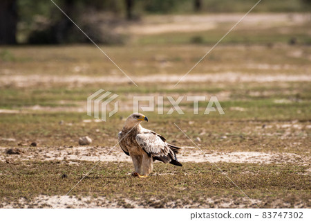Tawny eagle or Aquila rapax on ground in open field at tal chhapar sanctuary rajasthan India 83747302