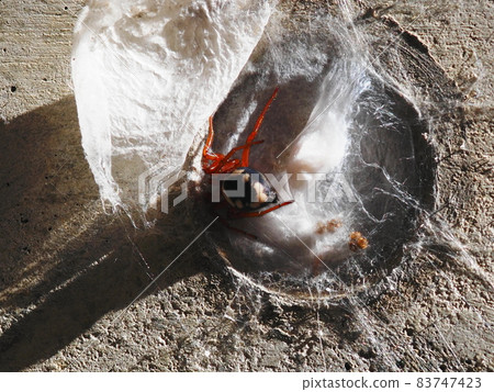 Parent and child of Uroctea compactillis in the nest 83747423