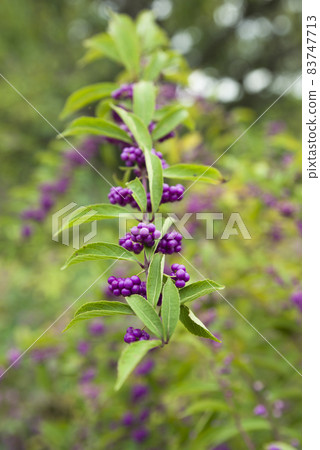 早期的紫水晶樹上結出紫色果實。 早期的紫水晶樹上結出紫色果實。 83747713