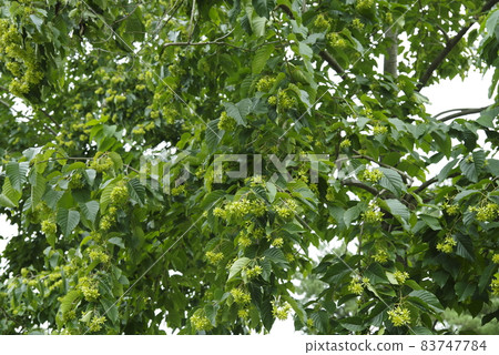 The Kanrenboku tree bears thorny fruits. The scientific name is Camptotheca acuminata. The Kanrenboku tree bears thorny fruits. The scientific name is Camptotheca acuminata. 83747784