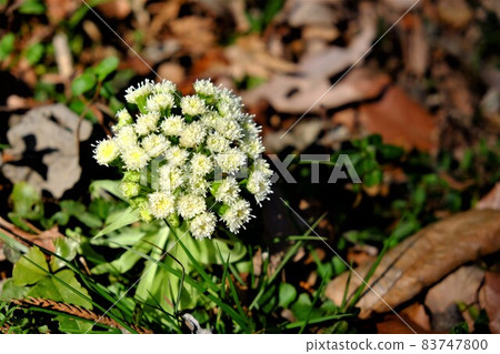 Fukinotou Flower [Tsukui, Sagamihara City, March] 83747800