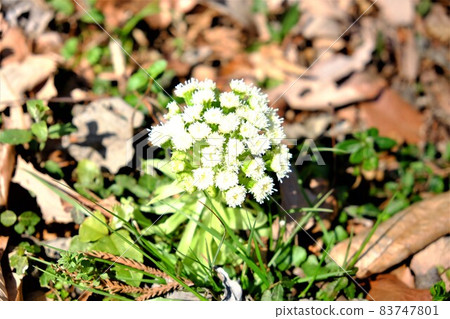 Fukinotou Flower [3月，相模原市築井] 83747801