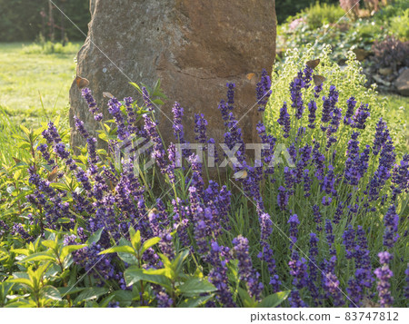 Blooming Lavandula angustifolia, Levander at flower bed with small heath butterflies. Purple lilac scented flowering bush with stone and grass in background, selective focus Blooming Lavandula angustifolia, Levander at flower bed with small heath butterflies. Purple lilac scented flowering bush with stone and grass in background, selective focus 83747812