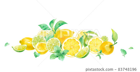 A refreshing watercolor illustration of citrus and mint. Lemon and lime harvest image (vector. Layout changeable) 83748196