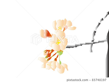 Sakura-three-minute bloom 83748197