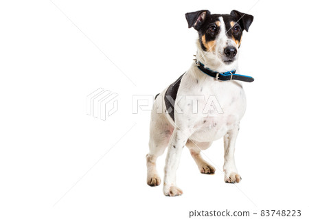 Fox terrier posing in studio on white background. isolated Fox terrier posing in studio on white background. isolated 83748223