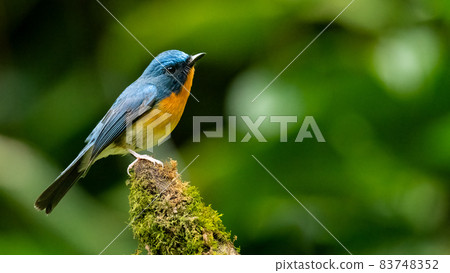 Indochinese Blue Flycatcher perching on tree stump 83748352
