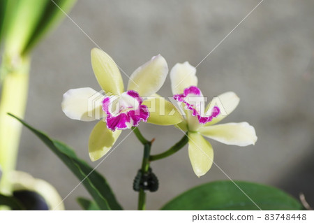 Cattleya 83748448