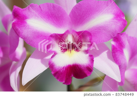 Cattleya Cattleya 83748449
