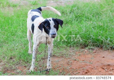 black and white face of dog,Close up thai dog,Thai Dog Close Up Shot,blurred background. black and white face of dog,Close up thai dog,Thai Dog Close Up Shot,blurred background. 83748574