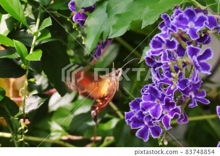 Insects: Hoshihojak (Hawk moth) Duranta flower Insects: Hoshihojak (Hawk moth) Duranta flower 83748854