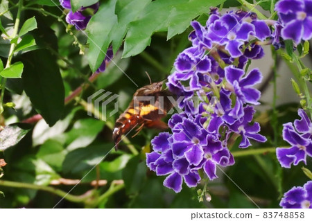 Insects: Hoshihojak (Hawk moth) Duranta flower Insects: Hoshihojak (Hawk moth) Duranta flower 83748858