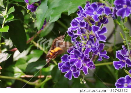 Insects: Hoshihojak (Hawk moth) Duranta flower 83748882