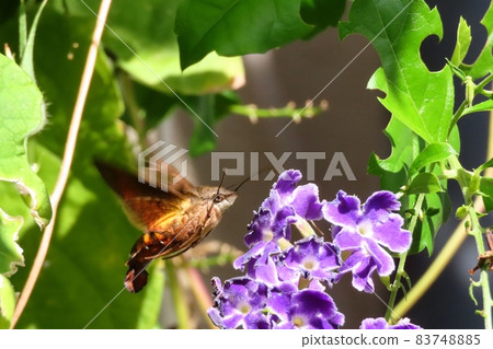 Insects: Hoshihojak (Hawk moth) Duranta flower 83748885