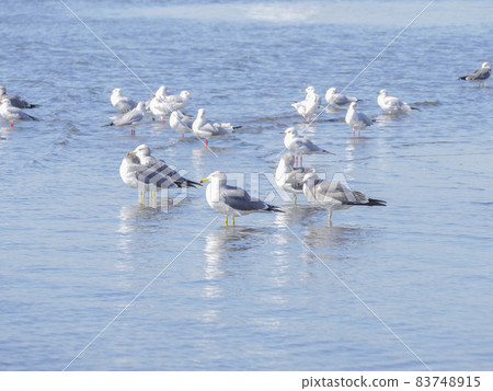 黑尾鷗和黑頭鷗 1 東京灣 83748915
