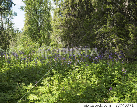 Deep dense mixed forest in swedish lapland covered with tall blue wild flowers, Dropmore. Summer sunny day, bright light. Norhern Sweden at Kungsleden hiking trail 83749371