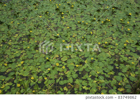 Nymphoides 毛皮的黃色花朵在池塘的水面上綻放。學名是Nymphoides peltata。 83749862