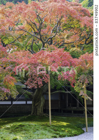 擁有美麗的秋葉的賴山千龍寺（福岡縣伊藤島市） 83749902