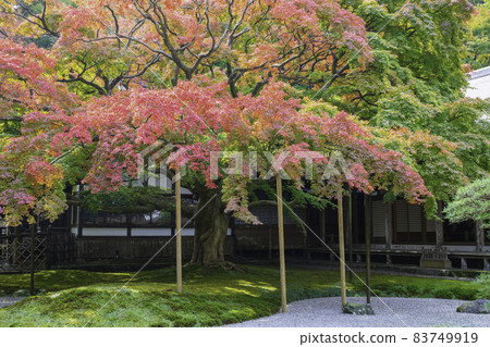 Raizan Senryoji Temple with beautiful autumn colors (Itoshima City, Fukuoka Prefecture) 83749919