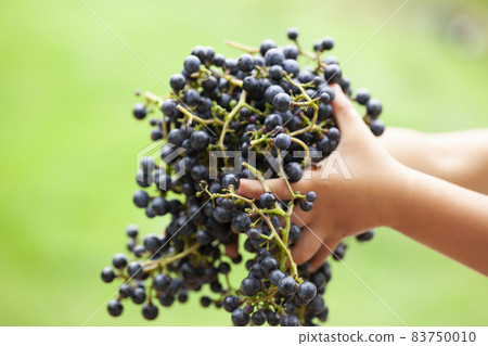 Yamabupudou 83750010