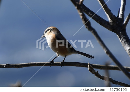 Wild bird shrike sideways close-up Wild bird shrike sideways close-up 83750193