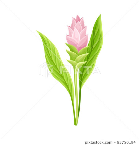 Flowering Plant of Turmeric with Green Leaves and Stem Closeup Vector Illustration 83750194