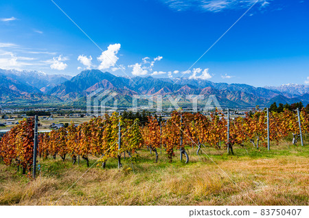 Vineyards and mountain scenery in Ikeda Town 83750407