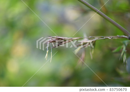 Bamboo bamboo flowers Bamboo bamboo flowers 83750670