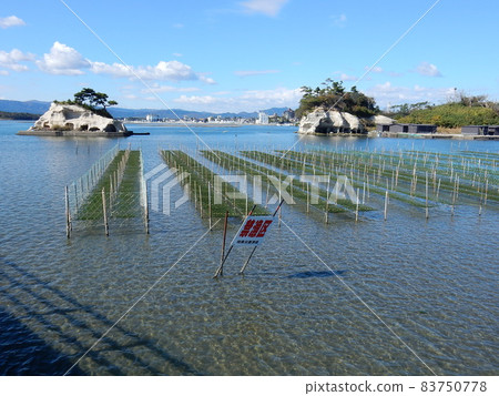 相馬/松川浦藍海藻養殖貨架 83750778