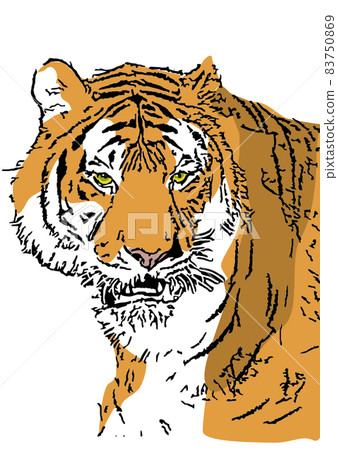 A tiger A tiger 83750869