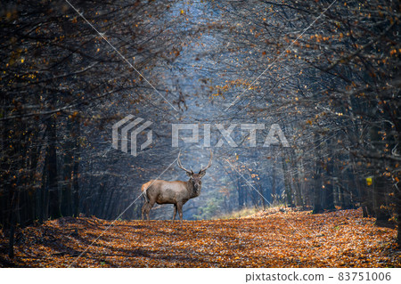 Adult male deer on a background of autumn forest, wildlife 83751006