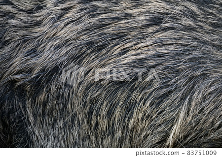Texture of a skin of a wild boar as background Texture of a skin of a wild boar as background 83751009