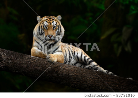 Adult Tiger relaxing on large branch looking at the viewer 83751010