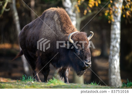 Wild adult Bison in the autumn forest. Wildlife scene from spring nature Wild adult Bison in the autumn forest. Wildlife scene from spring nature 83751016