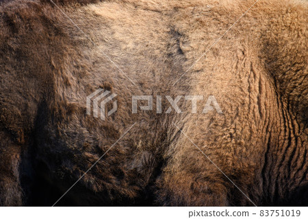 Real fur bison skin texture. Animal print pattern background 83751019
