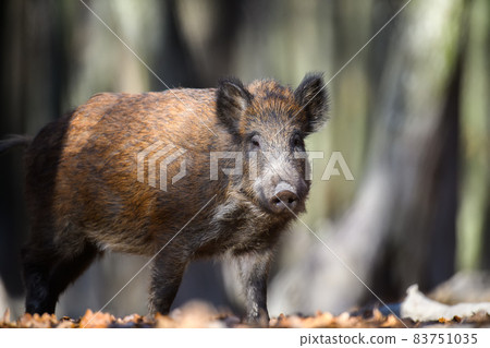 Male Wild boar in autumn forest 83751035