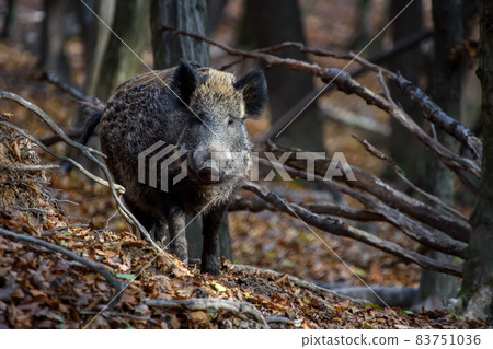 Male Wild boar in autumn forest 83751036